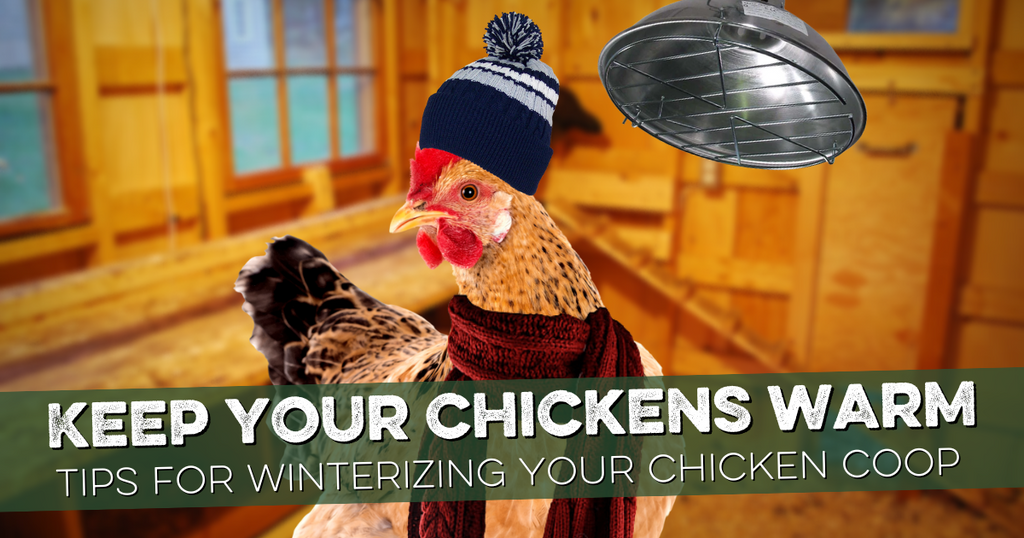 7 Tips for Winterizing Your Chicken Coop - Strombergs