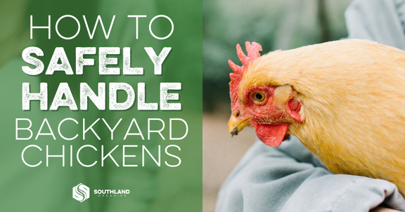 Backyard Chicken Safety