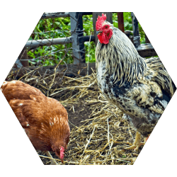 chicken immune system supplements
